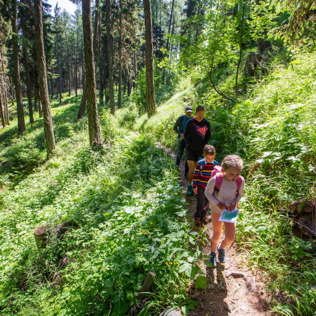 Balade dans la forêt de l'Ours à Thyon