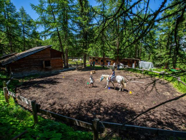 Poney dans le paddock du Ranch le Caribou