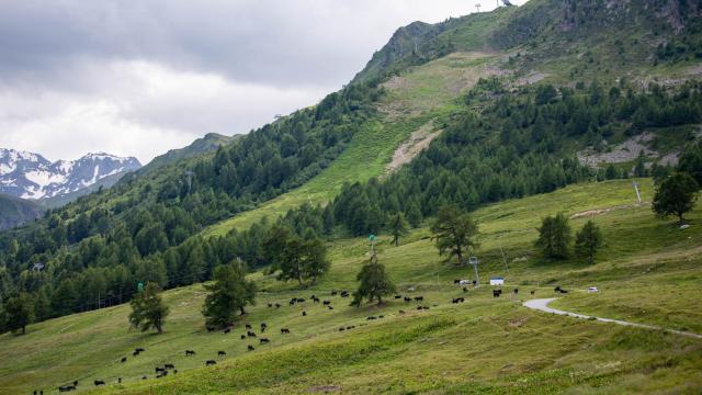 Vache d'Hérens dans son alpage