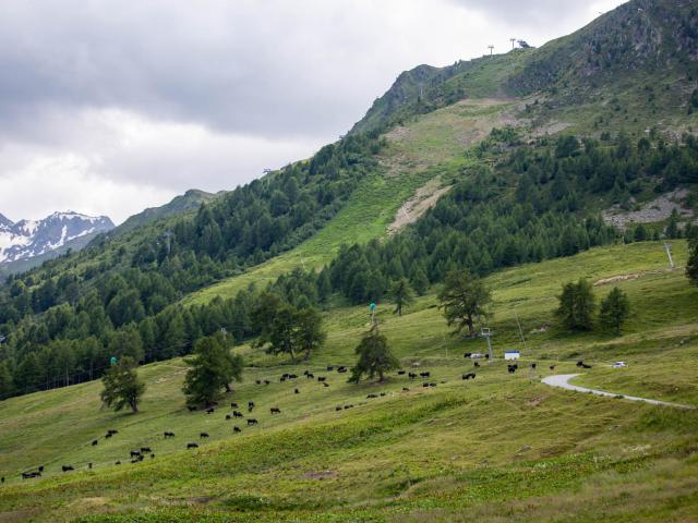 Vache d'Hérens dans son alpage