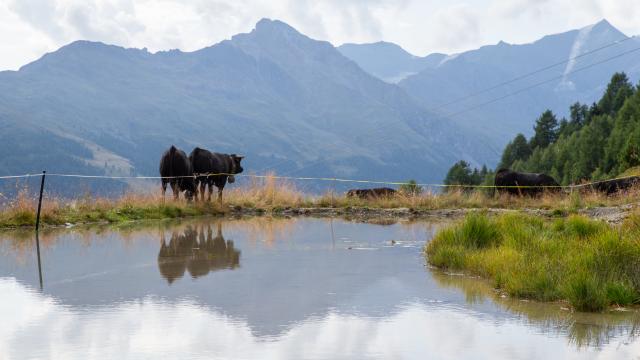 Vache d'Hérens dans son alpage