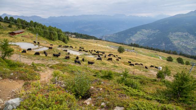 Vache Herens (16)