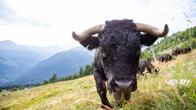 Vache d'Hérens dans son alpage