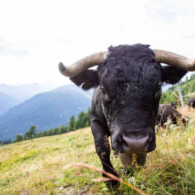 Vache d'Hérens dans son alpage