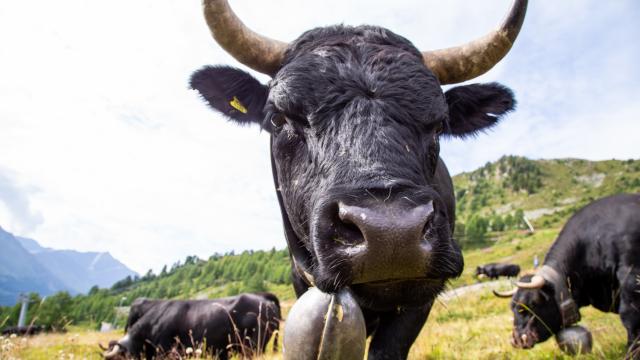 Vache d'Hérens dans son alpage