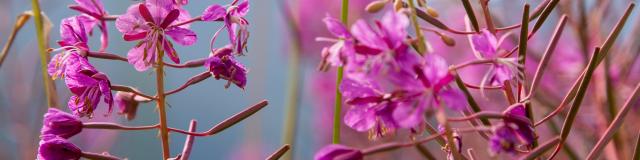 Fleurs dans les pâturages de Thyon