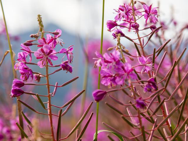 Fleurs dans les pâturages de Thyon