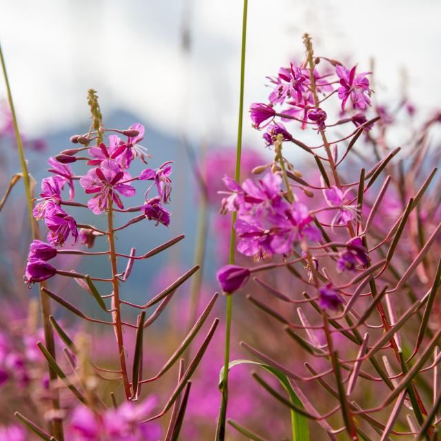 Fleurs dans les pâturages de Thyon