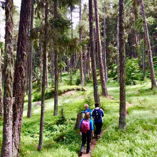 Activité - une demi journée avec un bûcheron dans la forêt de l'Ours