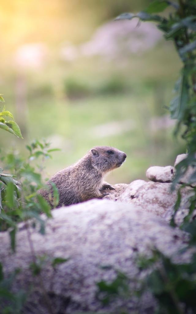 Une marmotte - découverte de la fauner