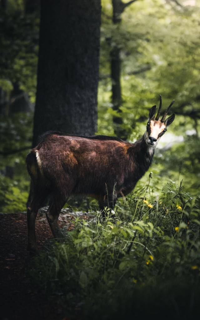 Chamois - découverte de la faune