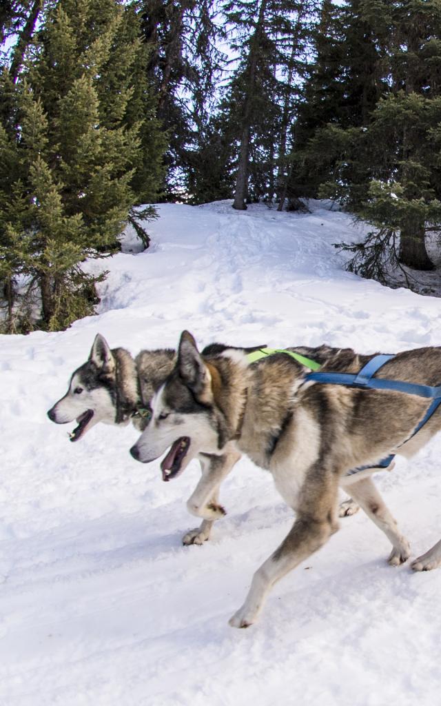 Sledge Dog (c) Thyon Region