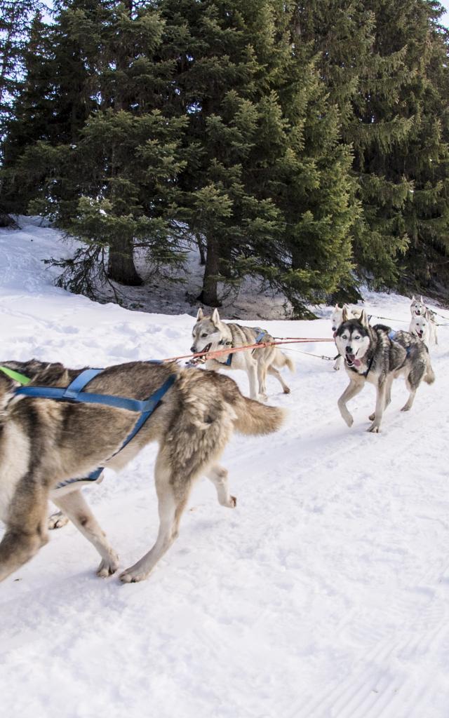 Sledge Dog (c) Thyon Region