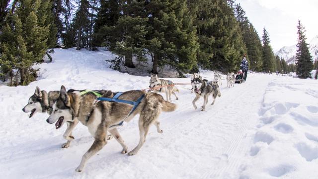 Sledge Dog (c) Thyon Region